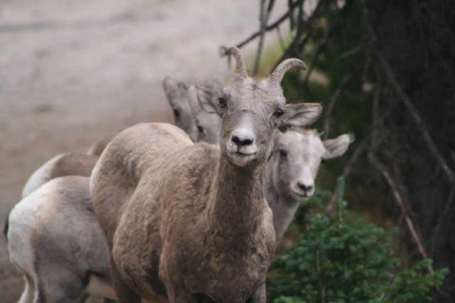 Bighorn sheep